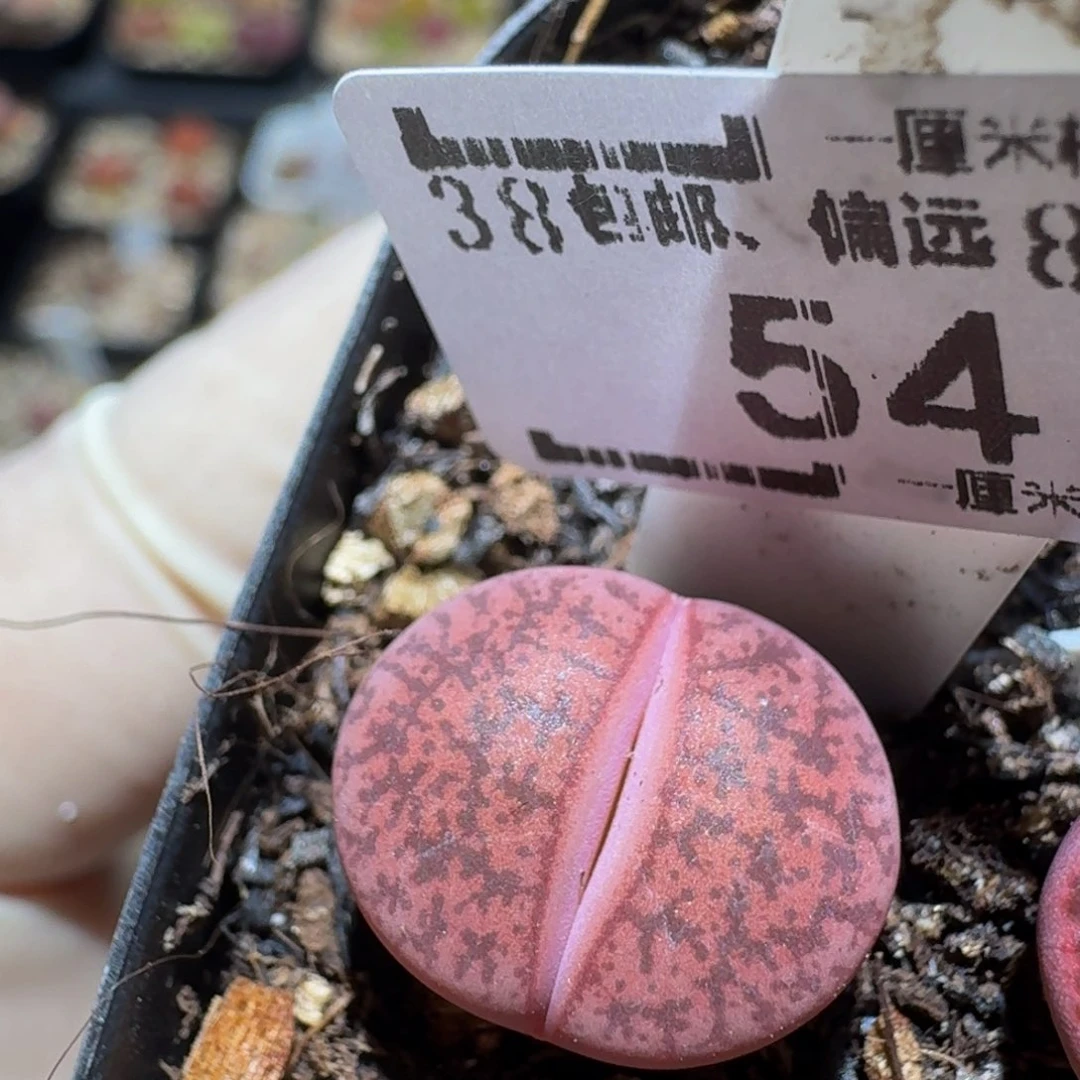 zzzzz生石花肉锥54