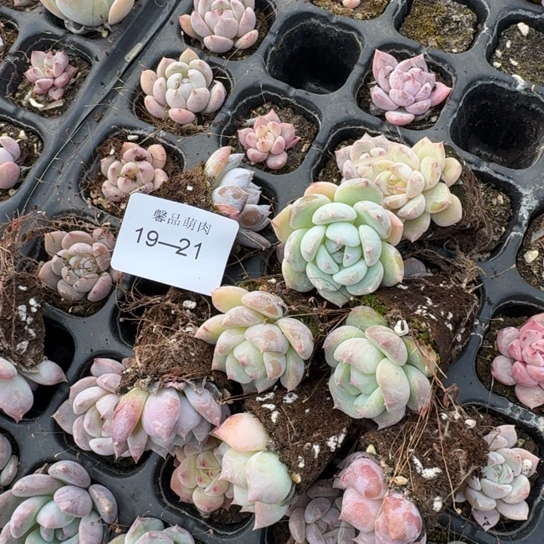 白拉糖杂交梦露十棵量拍左四