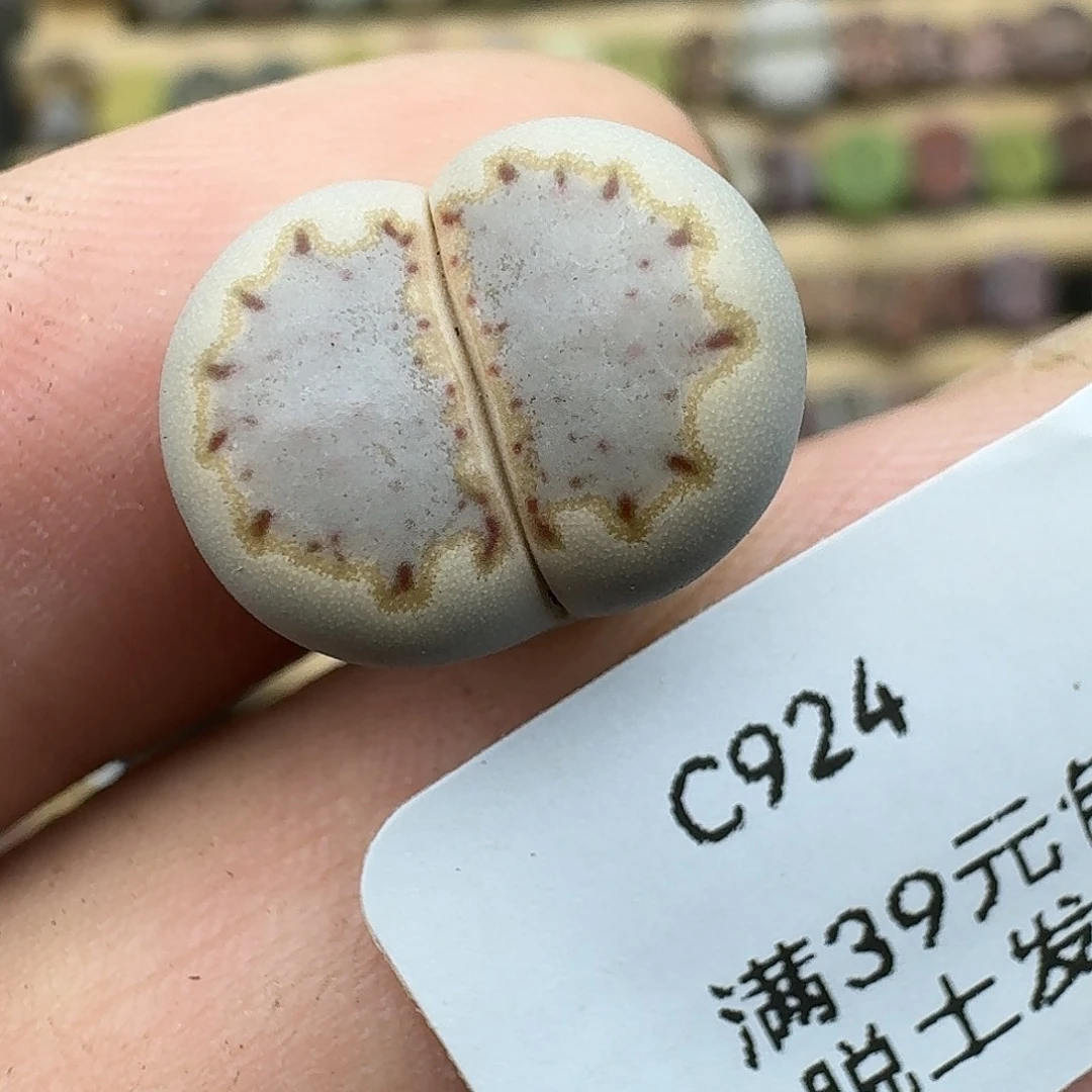 924多肉哈哈哈哈哈哈哈