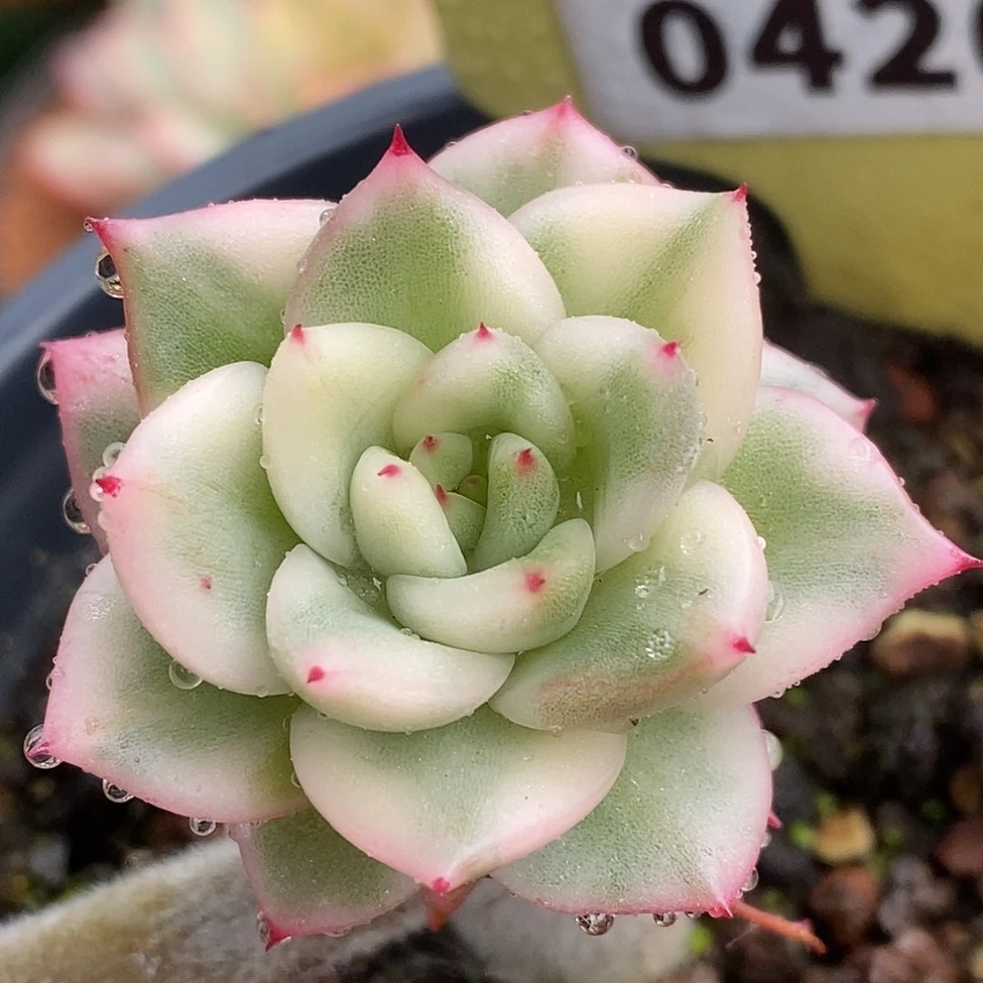 420未娶名字哈哈哈哈哈哈哈