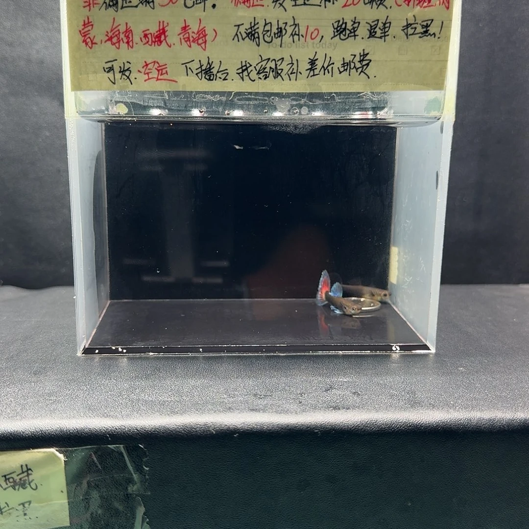 孔雀鱼练手蓝礼服一对压成