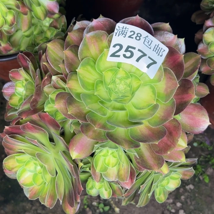 2577韶华多肉植物