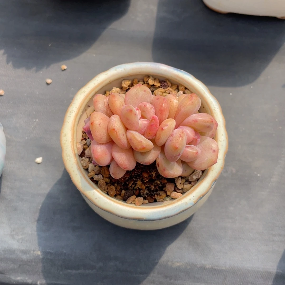 小红橙三头老桩群
