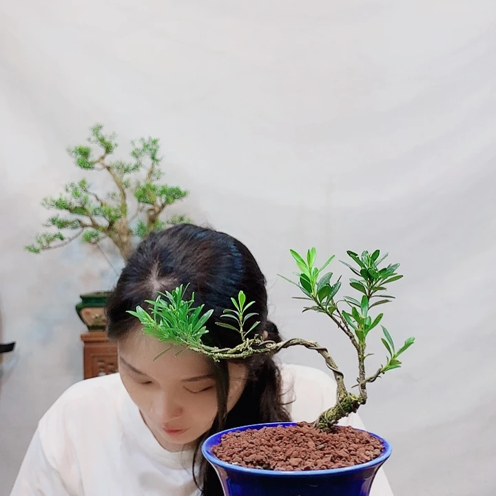 无花朵青*草皱皮雀舌黄杨盆景