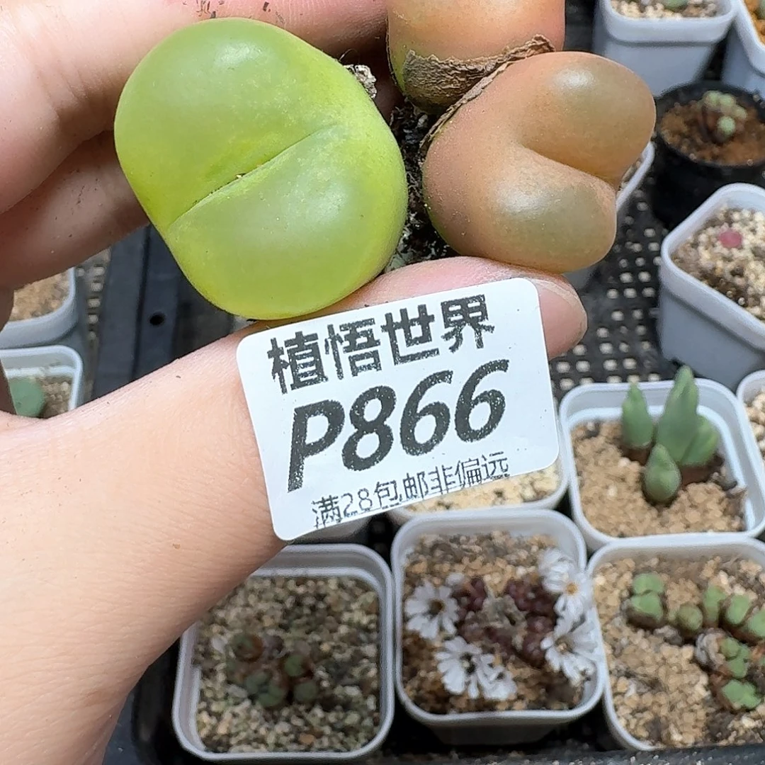 多肉植物的人啊付出