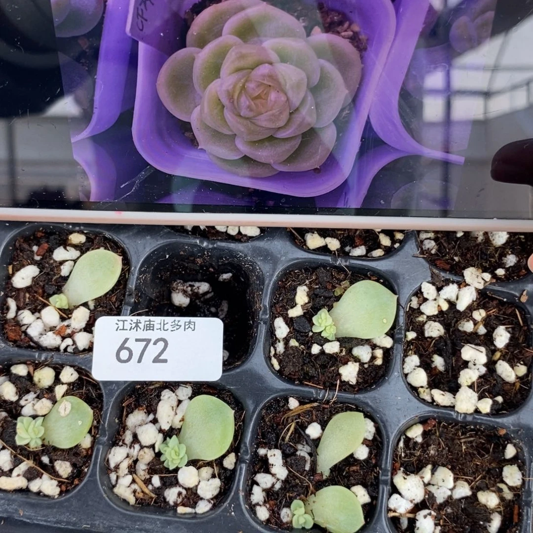 标672财富c24芽苗一个