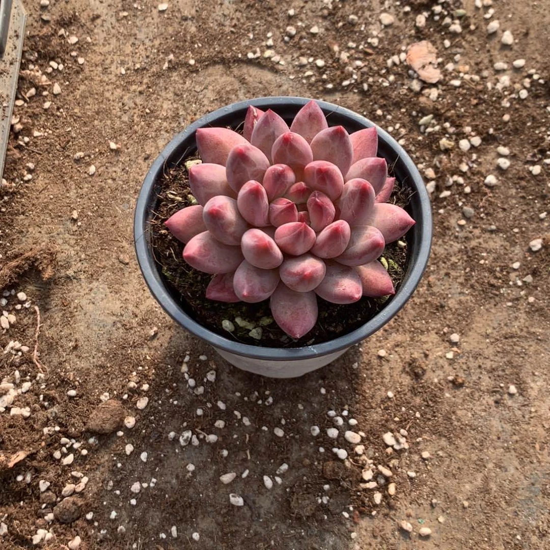 那好你去哪找嘛就