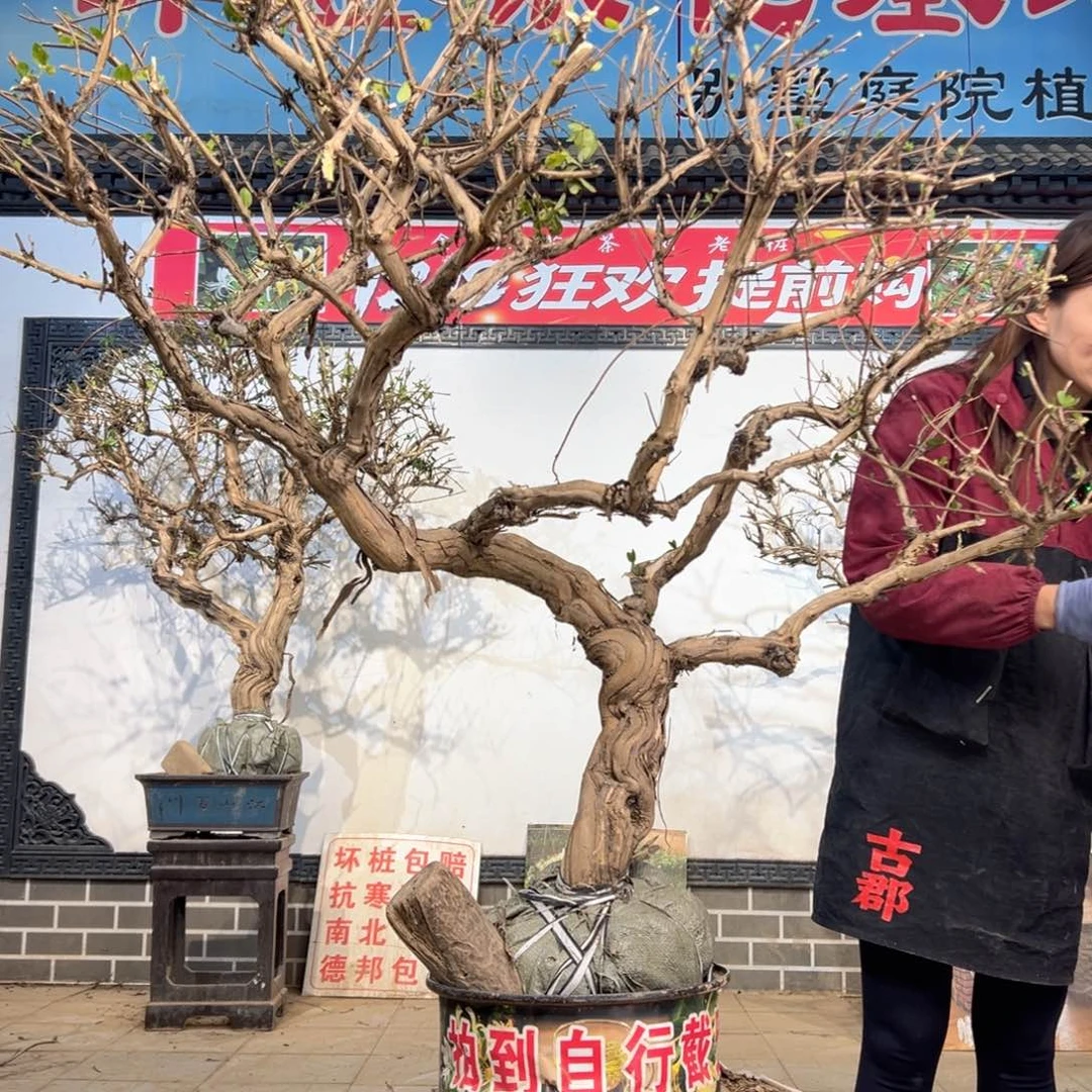 无花朵金银花888888888888