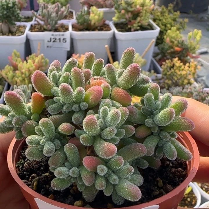 240-紫冰晶优选个体植物枝干