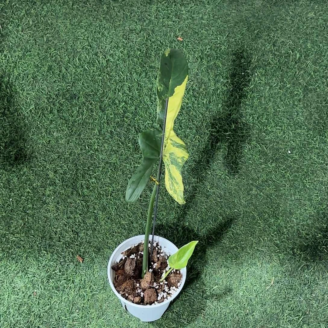 无花朵小提琴锦蔓绿绒