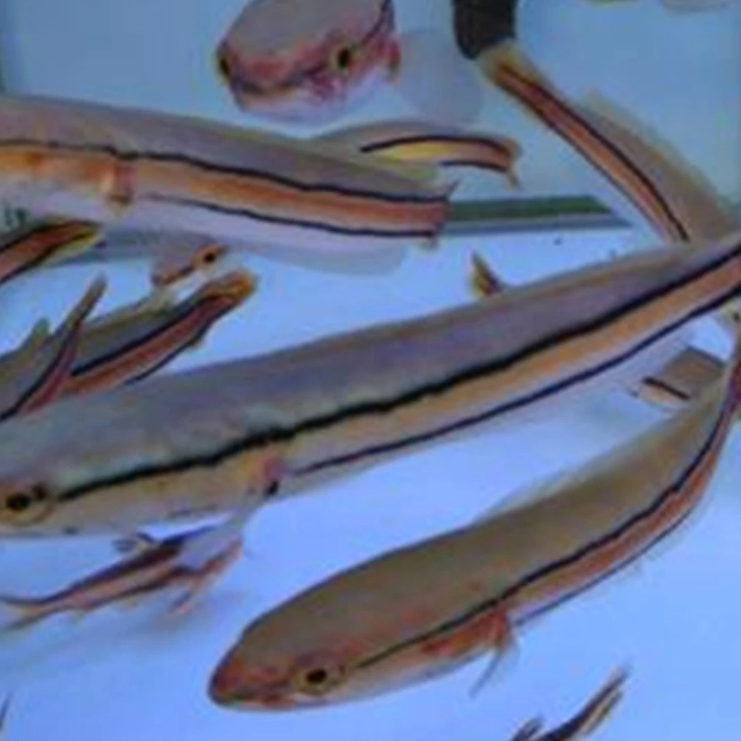 大铅笔鱼淡水活鱼苗雷龙小盾鳢多曼大型凶猛肉食龙鱼热带观赏鱼