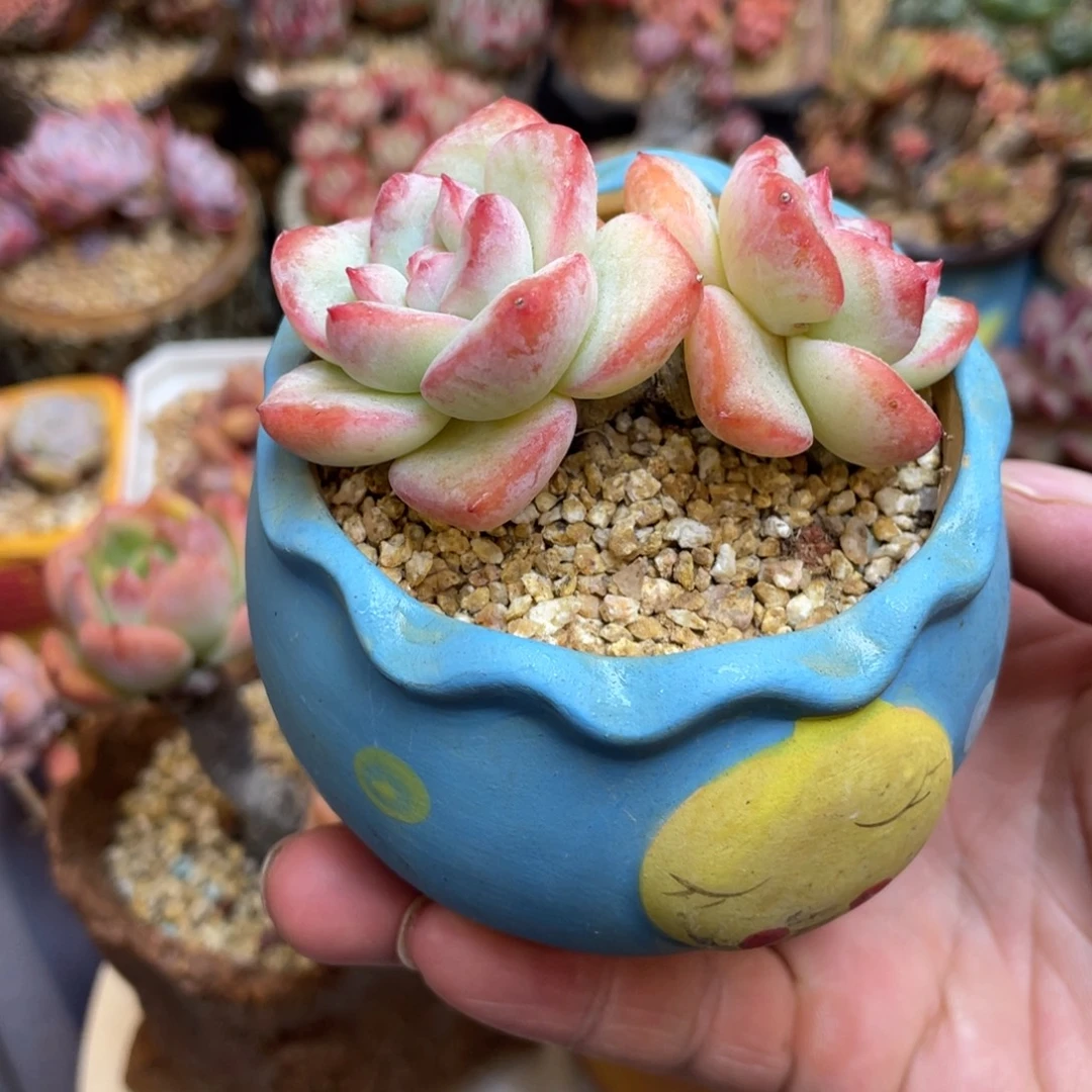 草莓泡芙老桩带盆