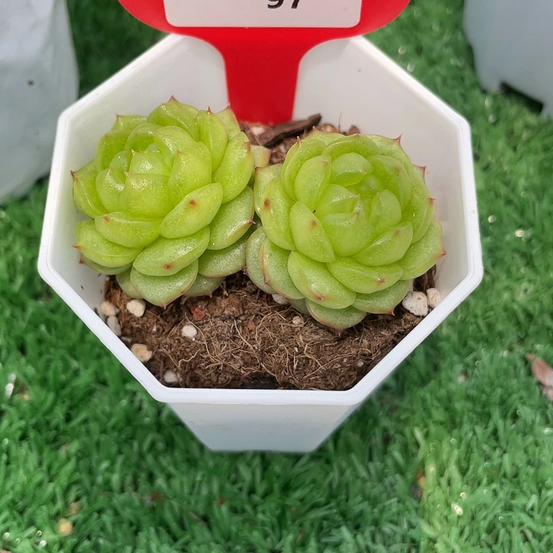 萌肉小筑0706-97灯泡珍妮