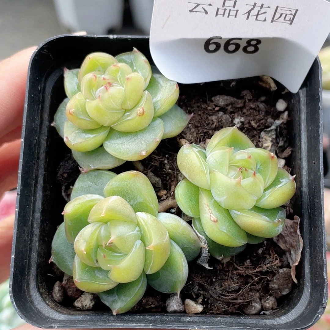 668号糖心冰心珍妮 不包整