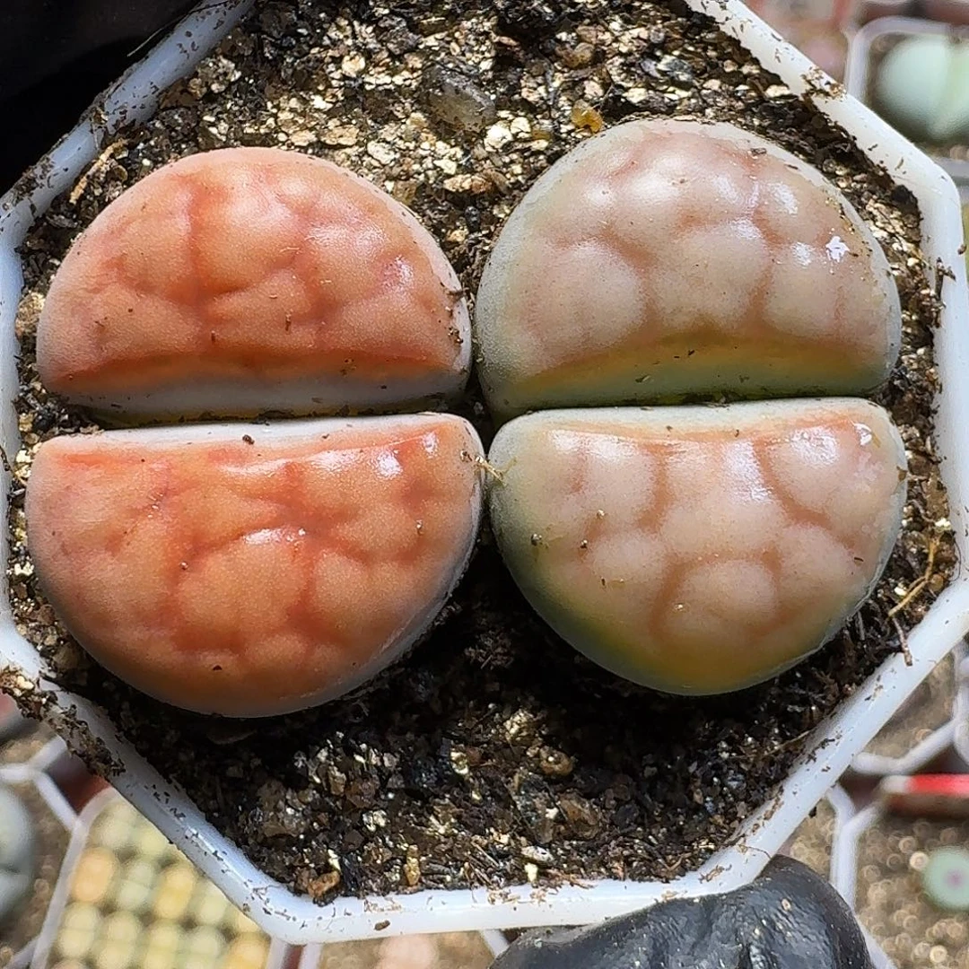 生石花111111。    183