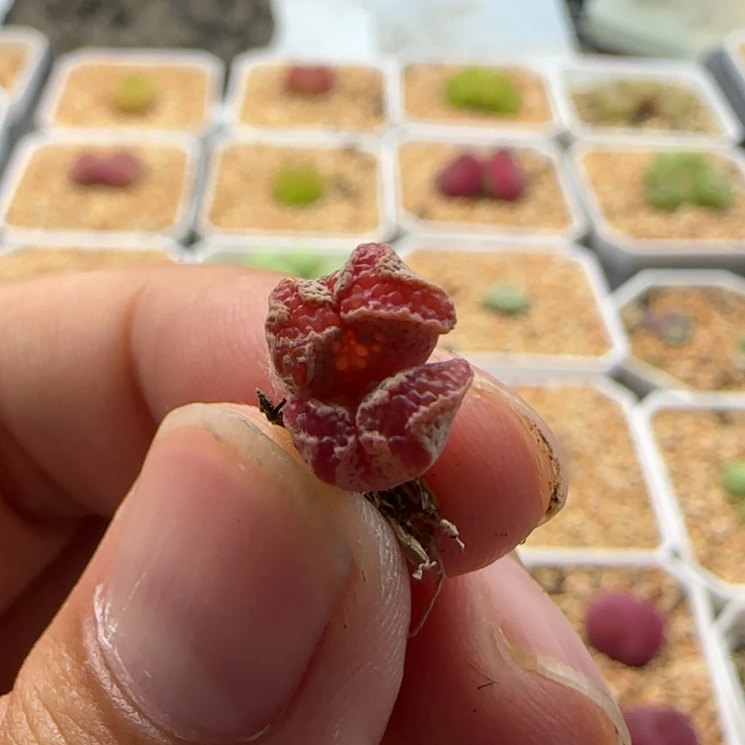 嗨*呦6135 大白多肉植物园