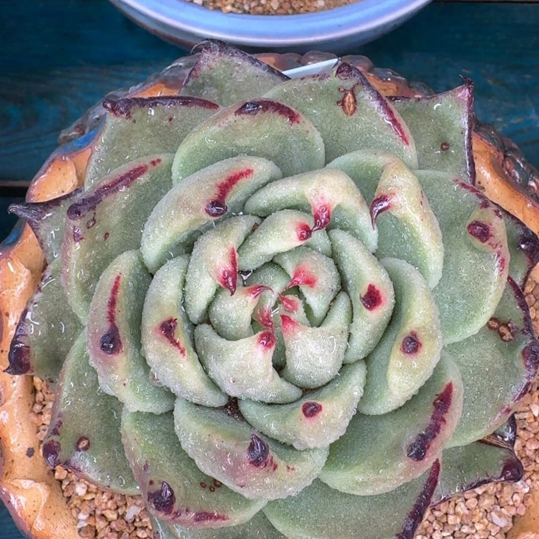 从前慢花园多肉编号1231-129