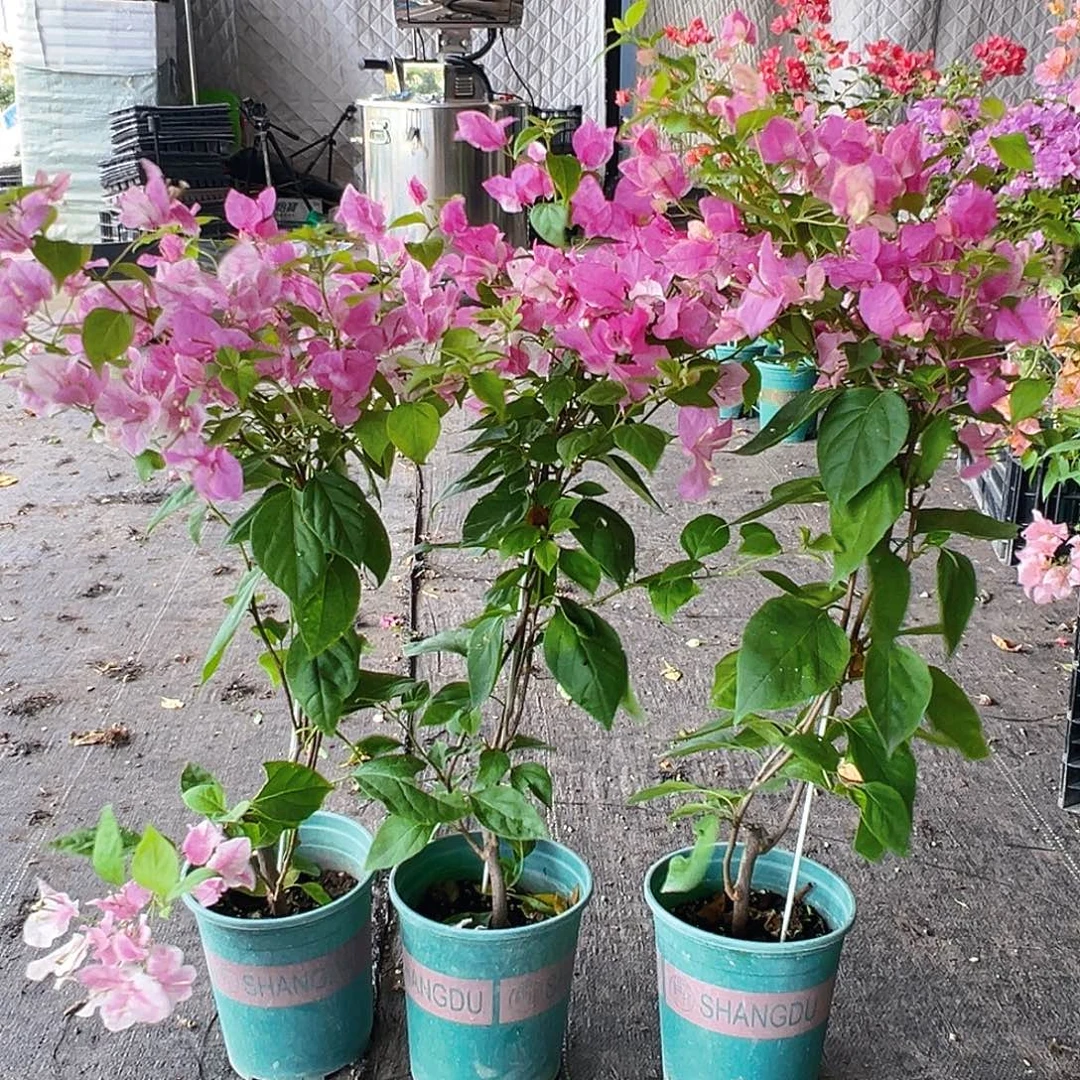 当前无花栽培后可以开花章红英带竹一颗