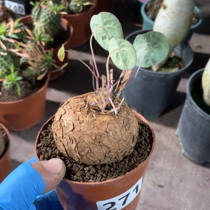 271山乌龟块根植物