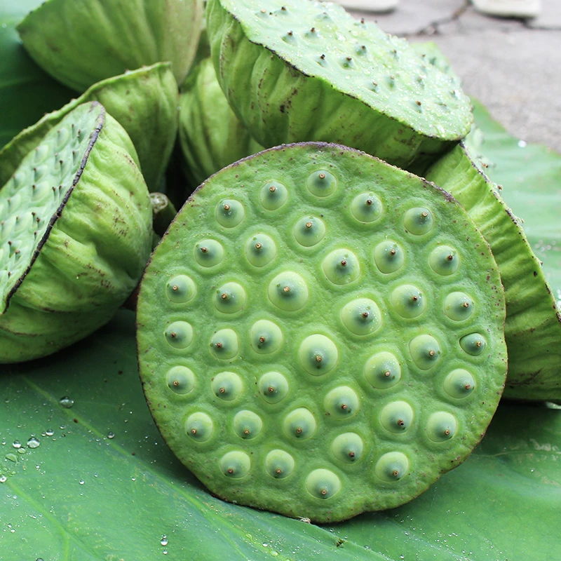 赣州宁都新鲜现摘莲蓬现剥莲子米白莲水果莲可生吃全国包邮