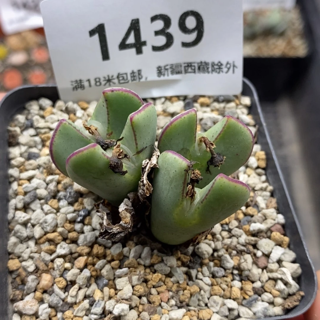 1439。