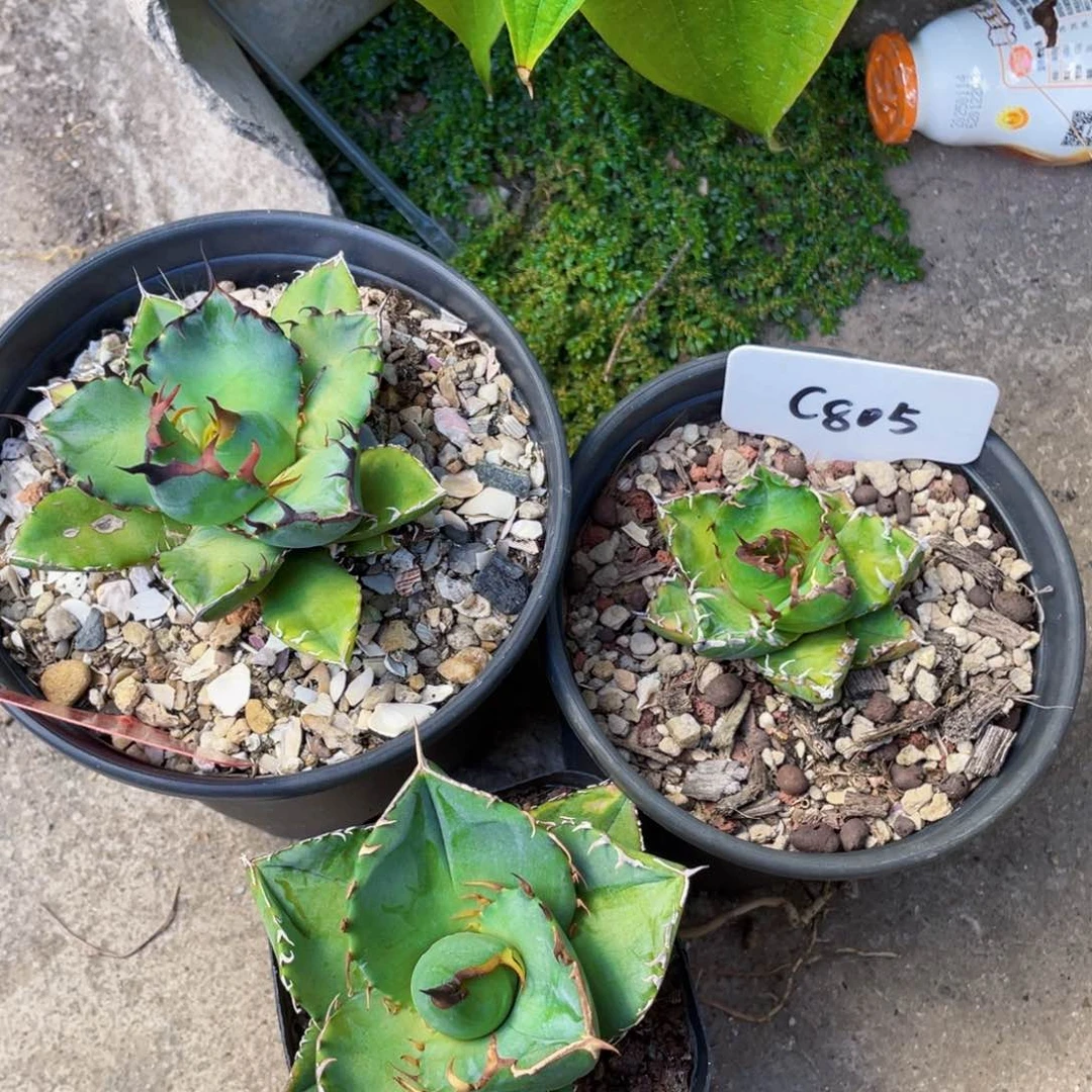 客户专拍，龙舌兰3个