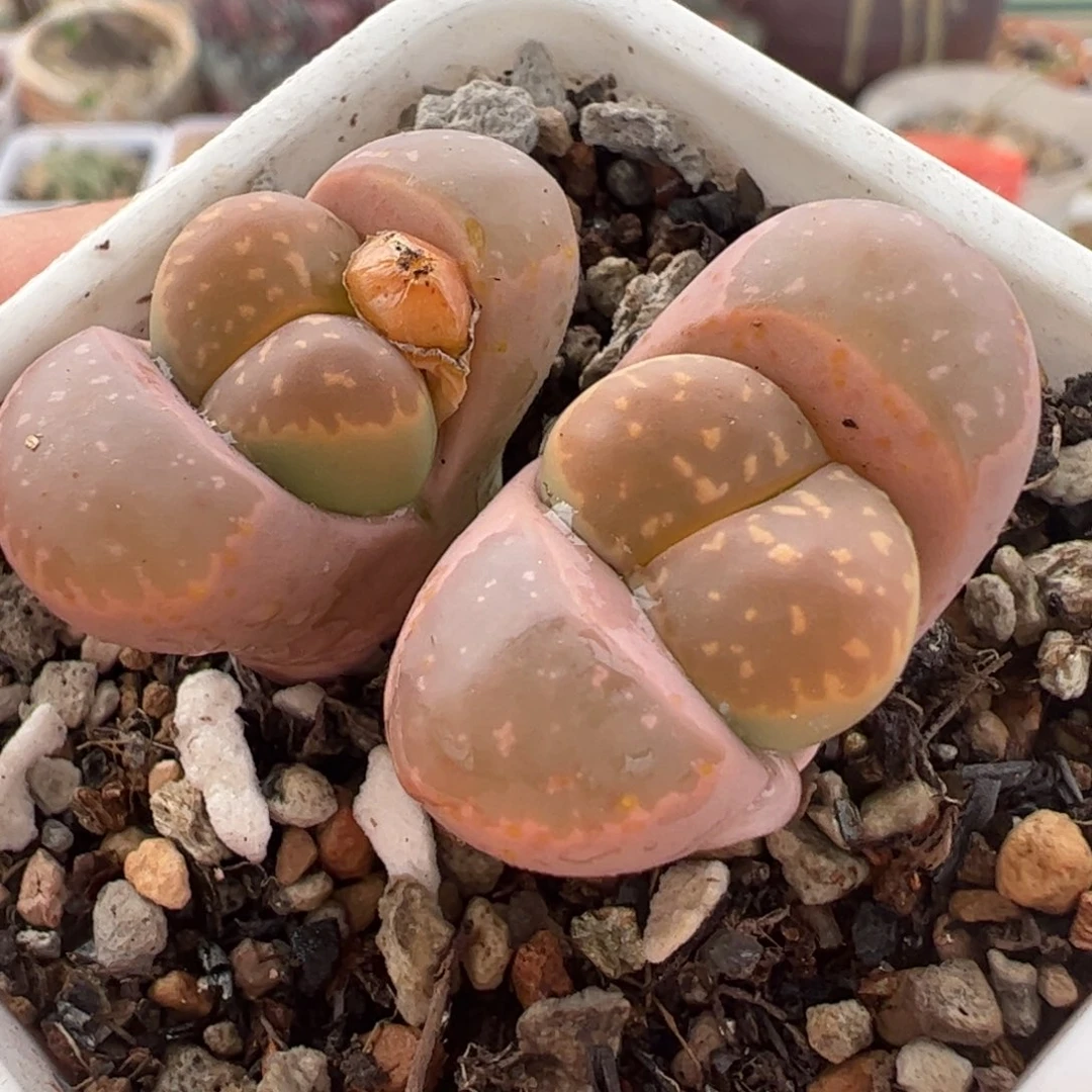 粉桃橄榄多肉植物百科