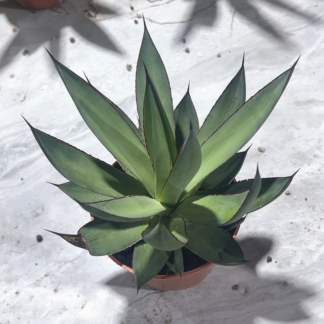 孤**寒罗曼尼瑕疵福利20