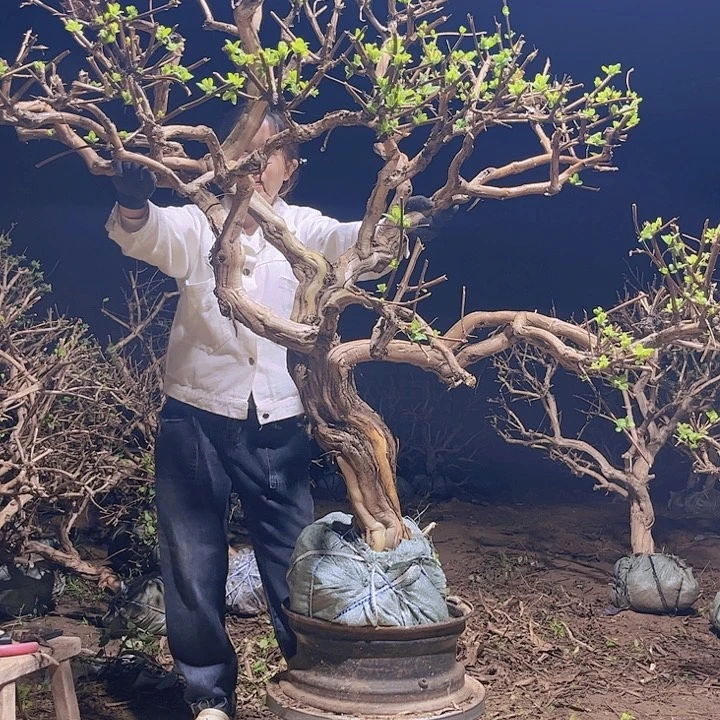 当前无花栽培后可以开花