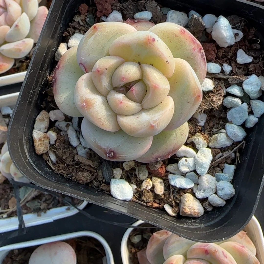 多肉小卡拉米糖心一物一拍