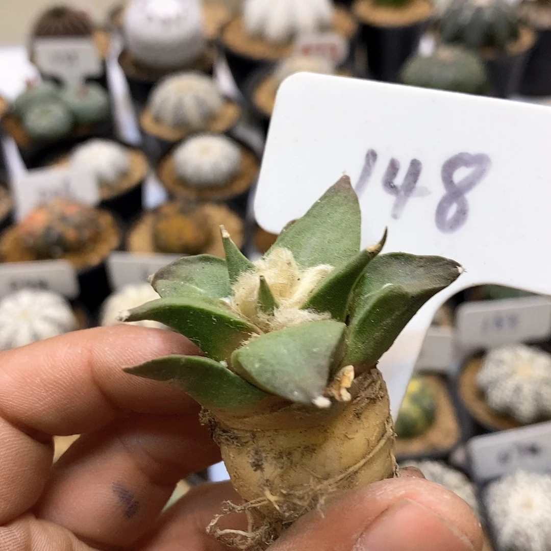 龙牙福利特价来了来