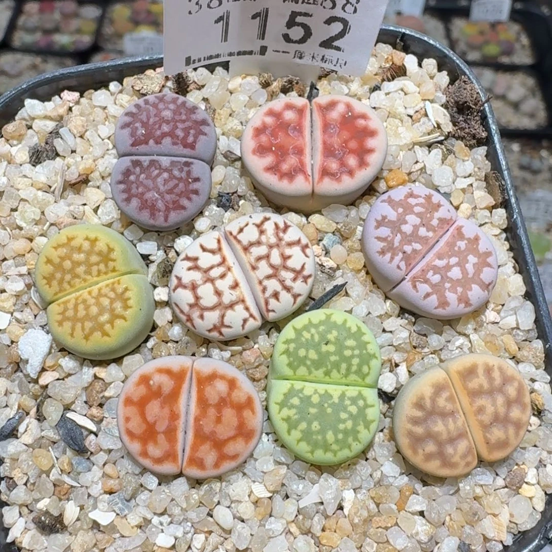 zzz精品也福利1152