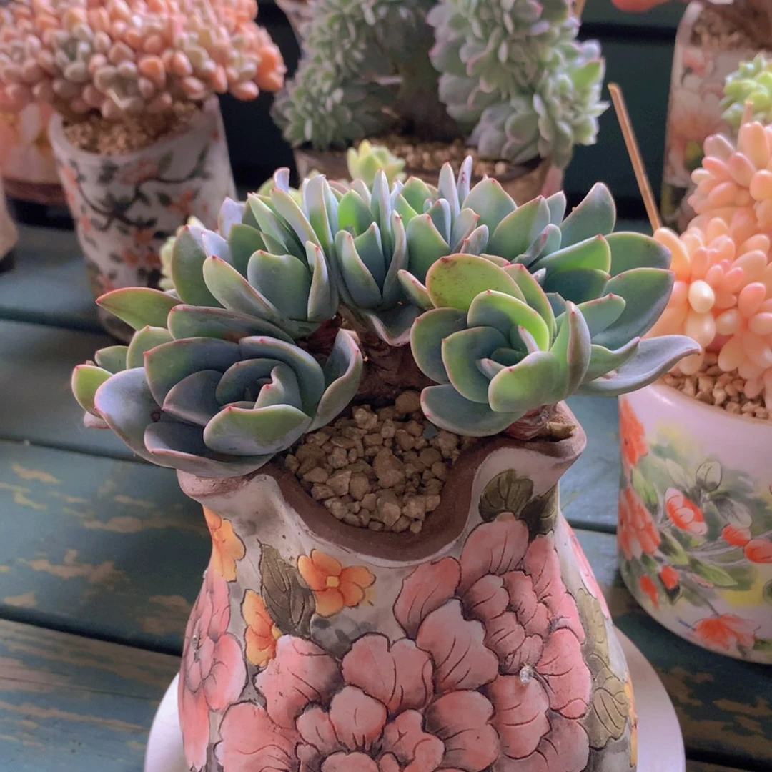 布鲁蓝自然小树无砍群