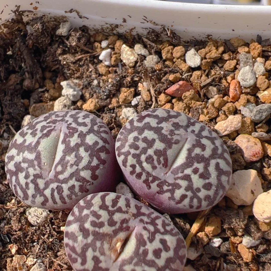 140多肉植物百科知识