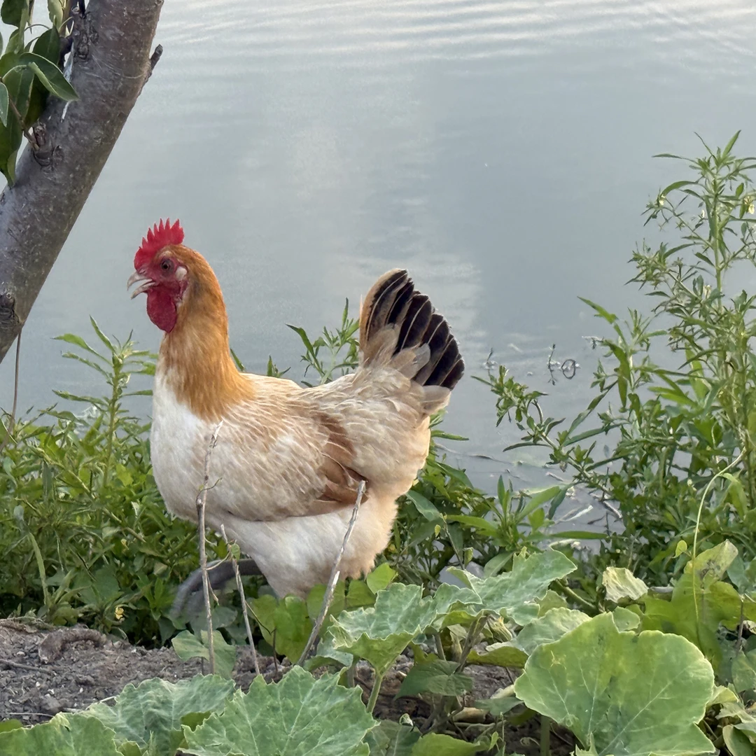 【顺丰冷链快送】纯散养土鸡吃空心菜玉米豆粕野虫草现抓现杀
