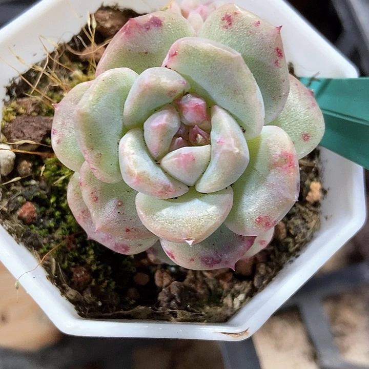 桃*。多肉植物247