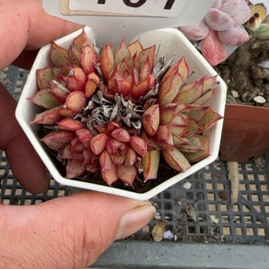 161血色浪漫 一物一拍多肉