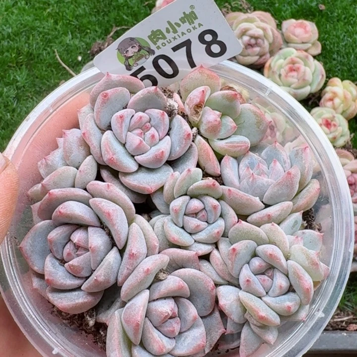 多肉植物多肉植物