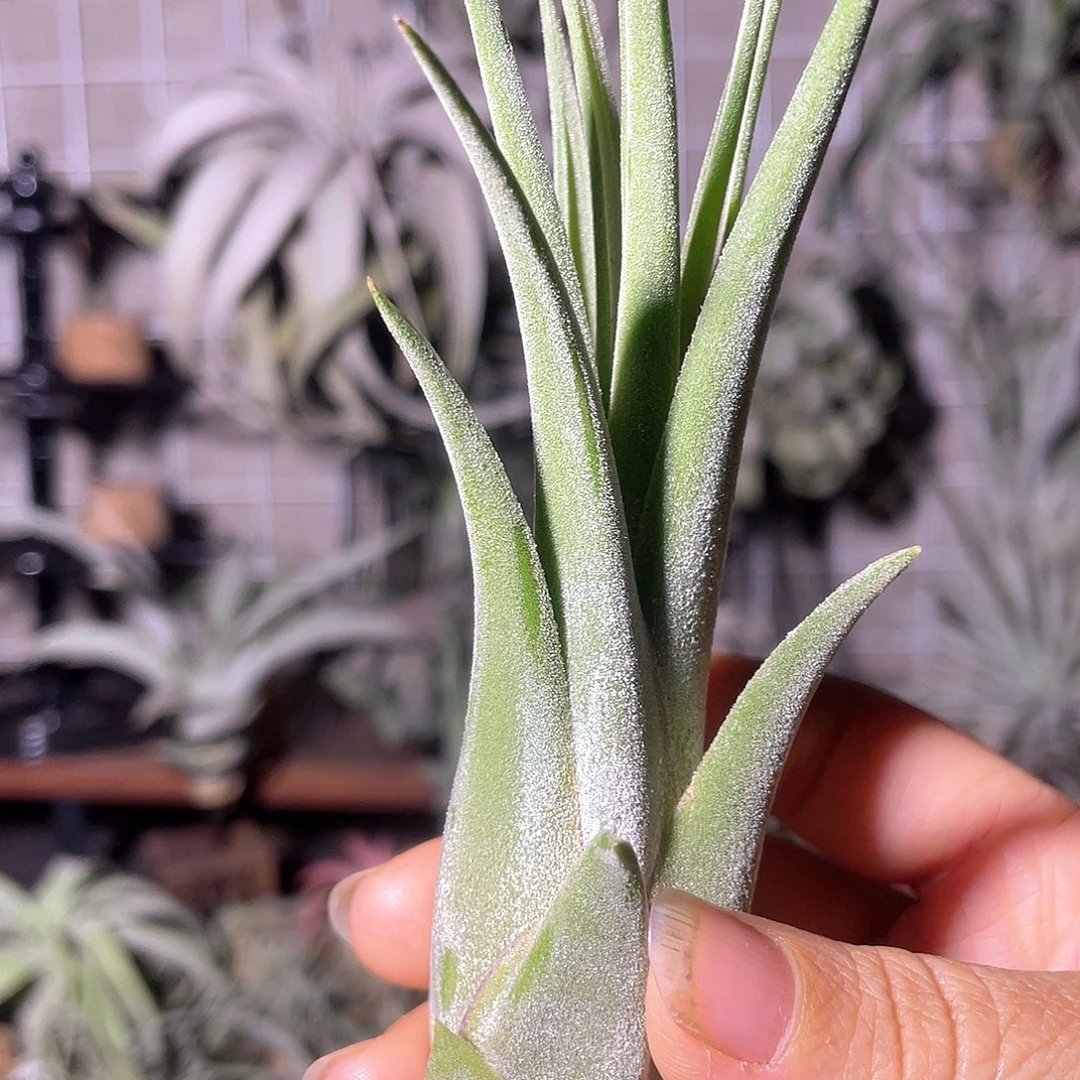 蛇精侧芽10号空气凤梨