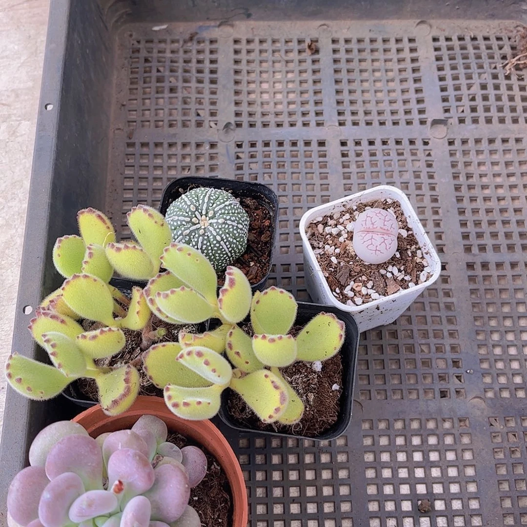 多肉508多肉植物，