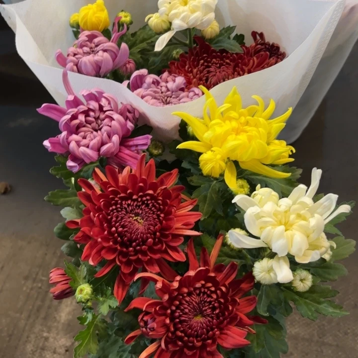 原盆原土｜龙爪菊4色