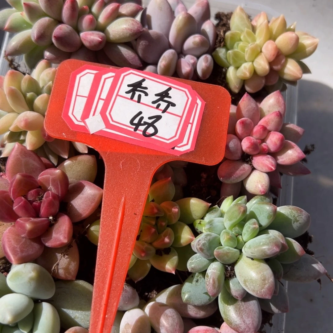 *****我不喜欢这样说，乔乔48