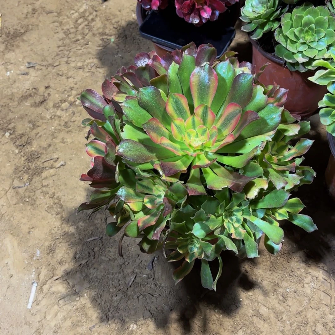 雅典娜12.8多肉植物