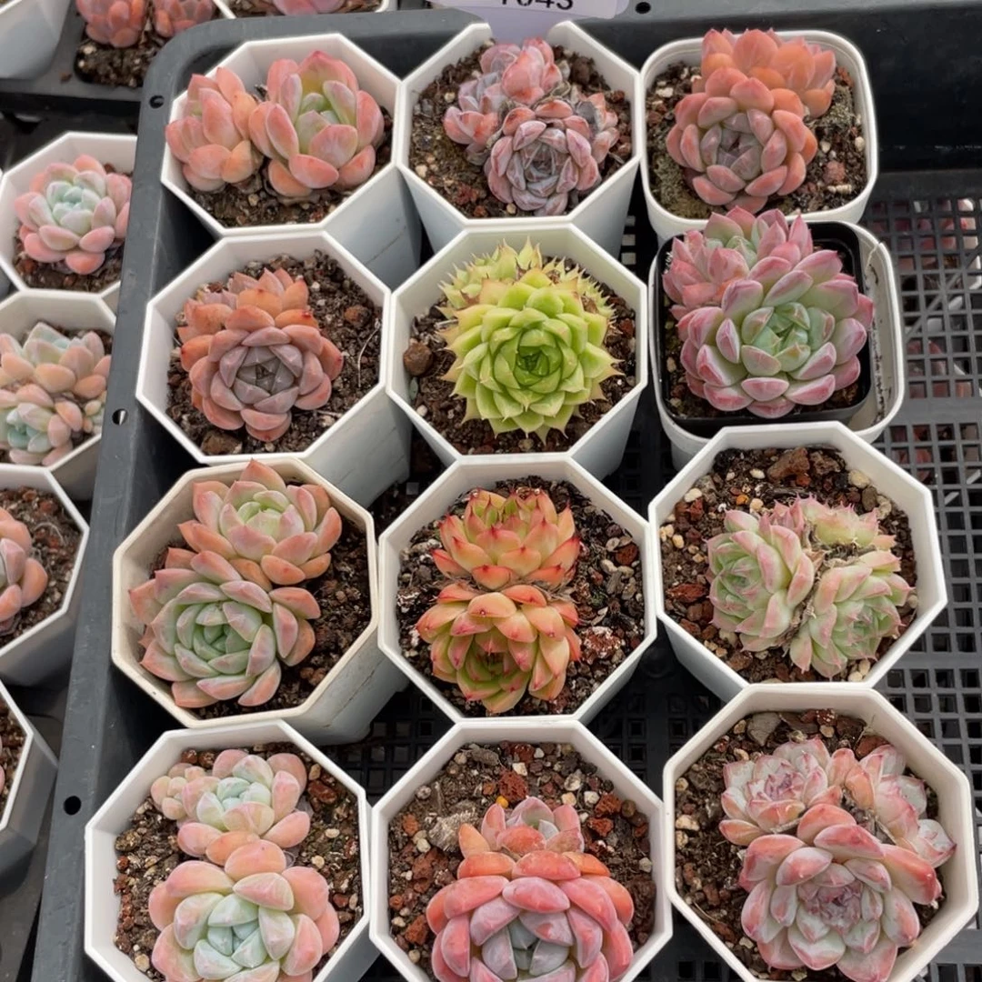 不包整散 盆子售后1043