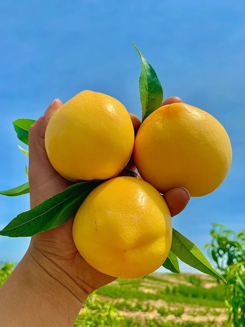 正宗山东蒙阴黄金油桃新鲜水果黄皮黄肉纯甜爆汁2/3斤