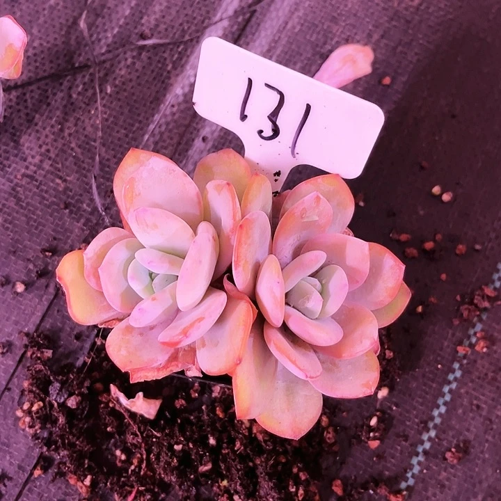 我是第一百个为妖刀应援滴打投