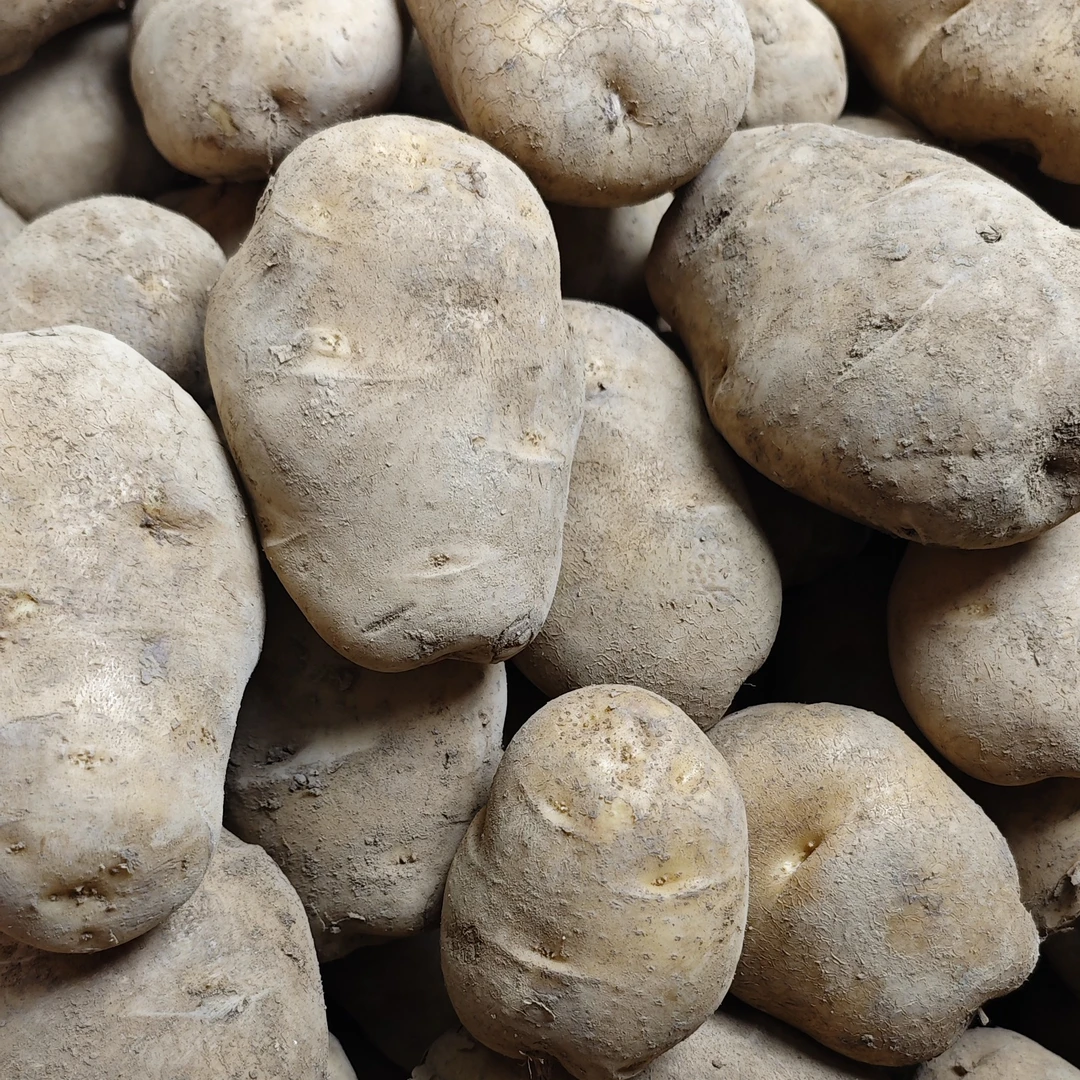 贵州土豆威宁洋芋老品种黄心土豆米拉洋芋新鲜土豆农家自种马铃薯