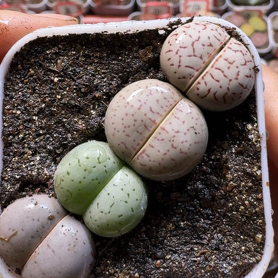 生石花111111。  205