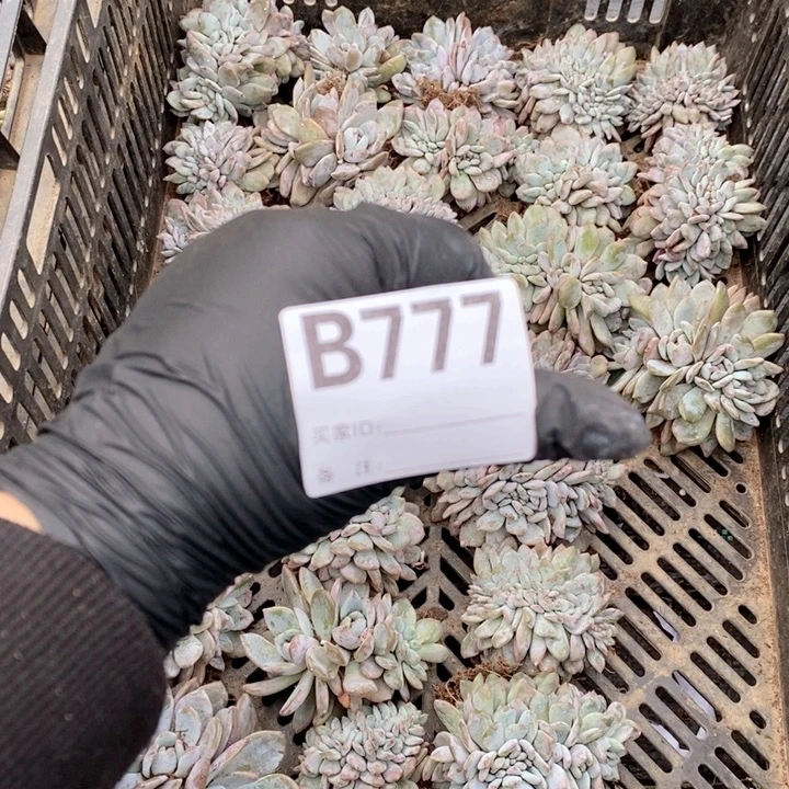 文***地777 石榴籽缀化哇哇哇