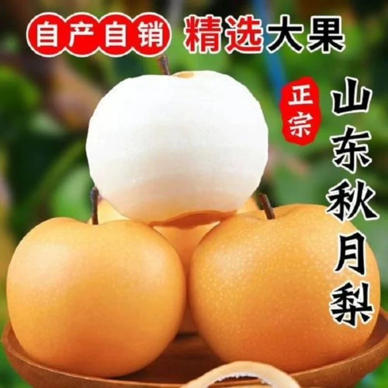 真秋月山东莱阳秋月梨5斤包邮新鲜水果梨子脆梨当季大果